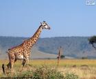 Zürafa Afrika bir peyzaj